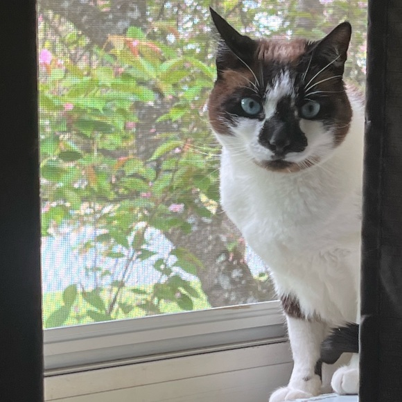 LIVE SHOWS | LIKE THIS POST TO GET NOTIFIED WHEN IM LIVE - Picture 2 of 8